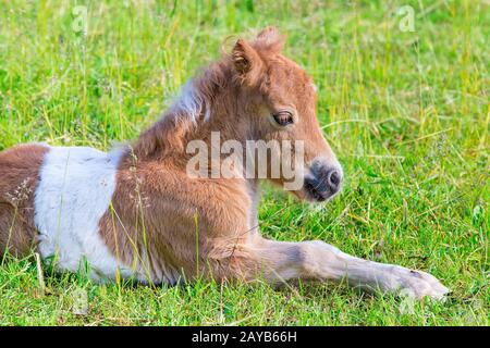 Portrait du jeune poney allongé foal dans la prairie Banque D'Images