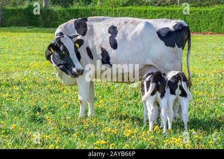 La vache mère regarde boire des veaux jumeaux dans la prairie Banque D'Images