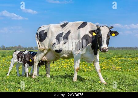 Vache mère avec veaux à boire dans la prairie européenne Banque D'Images