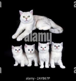 Chat de mère blanc avec chatons de nid sur fond noir Banque D'Images