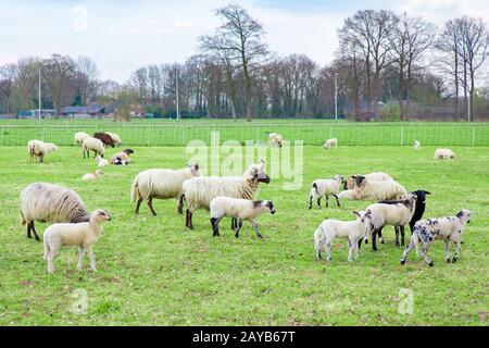 Troupeau de moutons avec agneaux dans pré néerlandais Banque D'Images