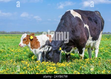 La vache mère et le veau ensemble dans la prairie de pissenlits Banque D'Images