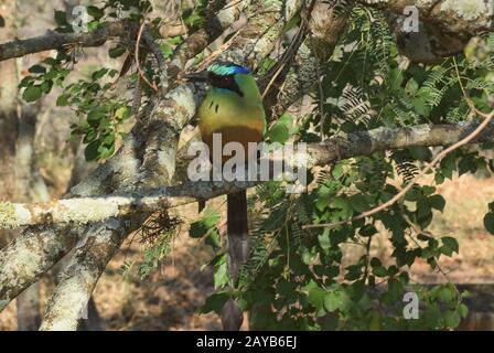 Motmot couronné de bleu le long du Camino Real, Barichara, Santander, Colombie Banque D'Images