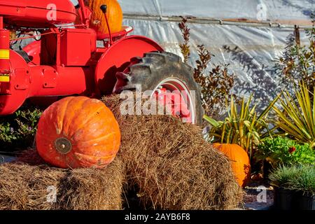 Citrouilles dans une ferme proche d'un tracteur très ancien Banque D'Images