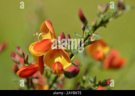 gorse ornementale Banque D'Images