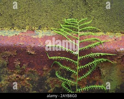 gros plan d'une ancienne surface en acier rouillé recouverte de mousse verte et d'algues avec une ferne poussant contre le if Banque D'Images