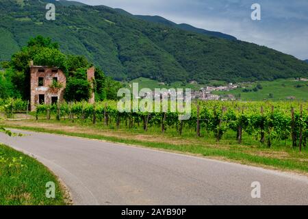 Route entre les vignobles de Valdobbiadene. Banque D'Images