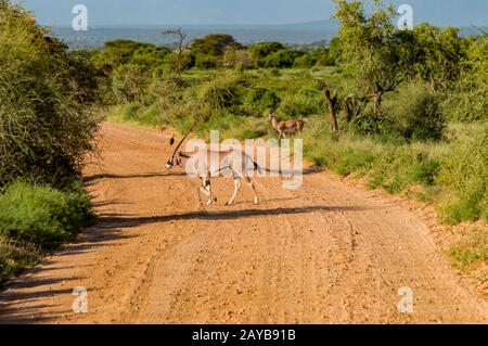 Beisa Oryx à la réserve nationale de Samburu. Banque D'Images