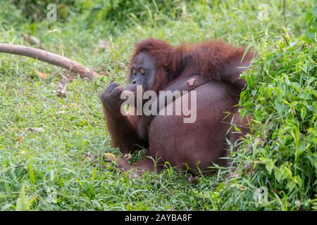 Une femelle Orangutan (Pongo pygmaeus) est posée dans l'herbe sur une île d'Orangutan (conçue pour aider les orangoutans dans leur réhabilitation) à Samboja Banque D'Images