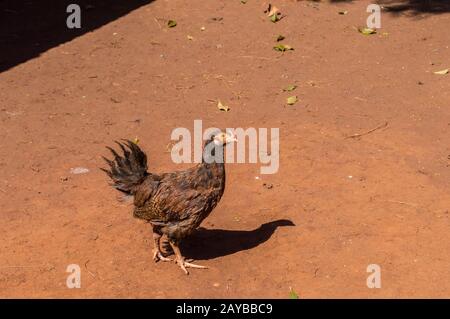 Portrait de Brown Hen debout sur le sol. Banque D'Images