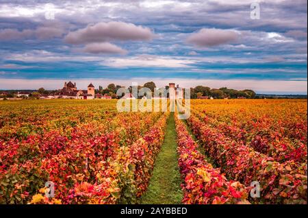 Des vignes à l'automne, la Bourgogne, France Banque D'Images