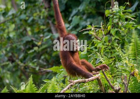 Un bébé gameux de 2 ans Orangutan (Pongo pygmaeus) sur une île d'Orangutan (conçue pour aider les orangoutans dans leur réhabilitation) à Samboja n Banque D'Images