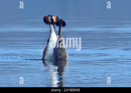 Super Crested Grebe à la Penguin Dance Banque D'Images