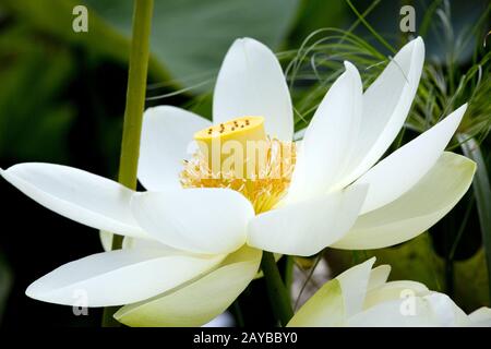 Fleur de lotus américain (Nelumbo lutea) dans le jardin botanique Banque D'Images