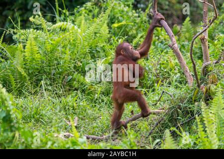 Un bébé gameux de 2 ans Orangutan (Pongo pygmaeus) sur une île d'Orangutan (conçue pour aider les orangoutans dans leur réhabilitation) à Samboja n Banque D'Images