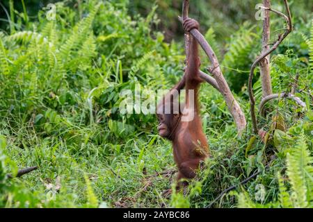 Un bébé gameux de 2 ans Orangutan (Pongo pygmaeus) sur une île d'Orangutan (conçue pour aider les orangoutans dans leur réhabilitation) à Samboja n Banque D'Images