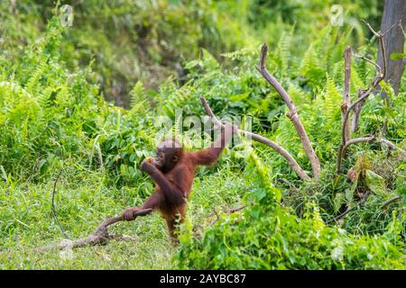 Un bébé gameux de 2 ans Orangutan (Pongo pygmaeus) sur une île d'Orangutan (conçue pour aider les orangoutans dans leur réhabilitation) à Samboja n Banque D'Images