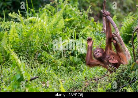 Un bébé gameux de 2 ans Orangutan (Pongo pygmaeus) sur une île d'Orangutan (conçue pour aider les orangoutans dans leur réhabilitation) à Samboja n Banque D'Images