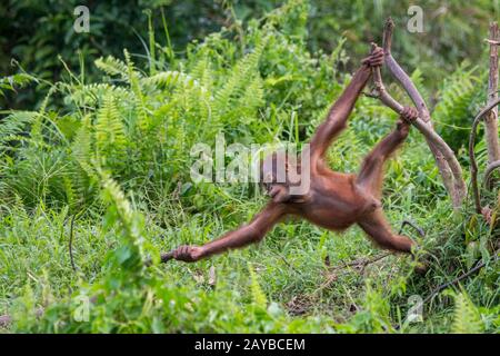 Un bébé gameux de 2 ans Orangutan (Pongo pygmaeus) sur une île d'Orangutan (conçue pour aider les orangoutans dans leur réhabilitation) à Samboja n Banque D'Images