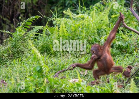 Un bébé gameux de 2 ans Orangutan (Pongo pygmaeus) sur une île d'Orangutan (conçue pour aider les orangoutans dans leur réhabilitation) à Samboja n Banque D'Images