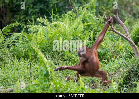 Un bébé gameux de 2 ans Orangutan (Pongo pygmaeus) sur une île d'Orangutan (conçue pour aider les orangoutans dans leur réhabilitation) à Samboja n Banque D'Images