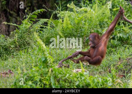 Un bébé gameux de 2 ans Orangutan (Pongo pygmaeus) sur une île d'Orangutan (conçue pour aider les orangoutans dans leur réhabilitation) à Samboja n Banque D'Images