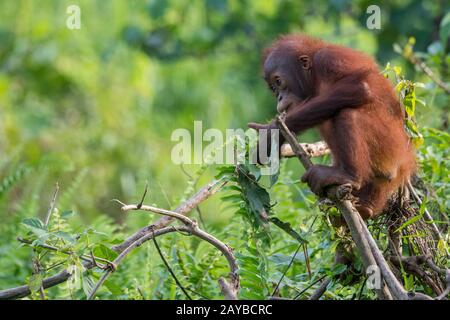 Un bébé gameux de 2 ans Orangutan (Pongo pygmaeus) sur une île d'Orangutan (conçue pour aider les orangoutans dans leur réhabilitation) à Samboja n Banque D'Images