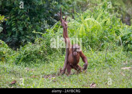 Un bébé gameux de 2 ans Orangutan (Pongo pygmaeus) sur une île d'Orangutan (conçue pour aider les orangoutans dans leur réhabilitation) à Samboja n Banque D'Images