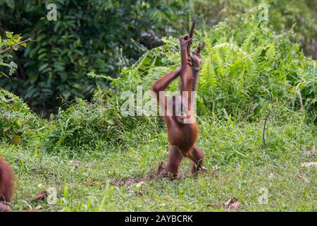 Un bébé gameux de 2 ans Orangutan (Pongo pygmaeus) sur une île d'Orangutan (conçue pour aider les orangoutans dans leur réhabilitation) à Samboja n Banque D'Images