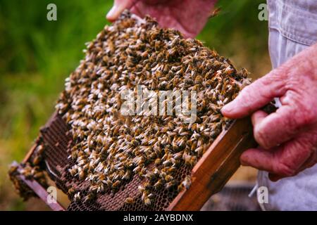 Les abeilles marchent sur le nid d'abeilles dans une ruche. Banque D'Images