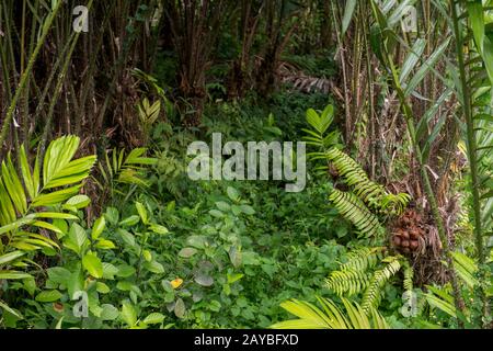 Une plantation de palmier aux fruits de serpent (Salak) avec des fruits qui poussent en grappes à la base de la paume sur l'île de Java en Indonésie. Banque D'Images