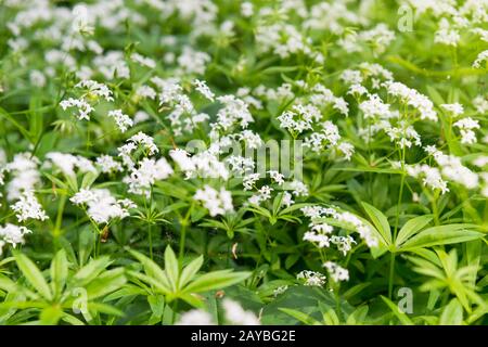 Texture de fleurs sauvages blanches Banque D'Images