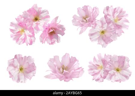 Fleurs roses isolées sur fond blanc. Ensemble floral de cinq fleurs Banque D'Images