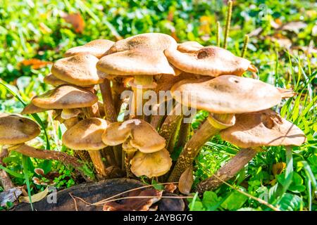 Groupe de champignons agariques au miel Banque D'Images