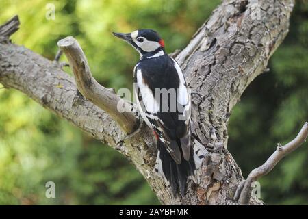 Great spotted woodpecker Banque D'Images