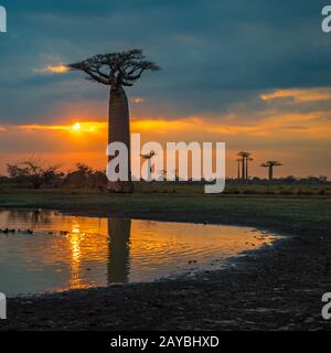 Coucher de soleil sur l'Avenue des baobabs, Madagascar Banque D'Images