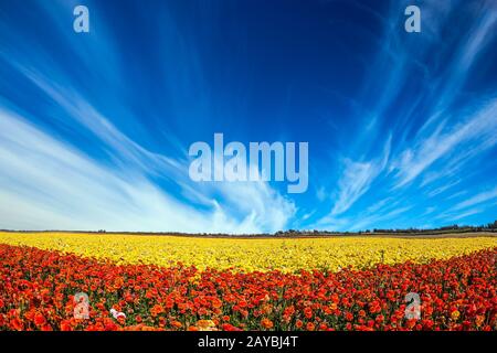 Champ pittoresque de buttertasses fleuris Banque D'Images