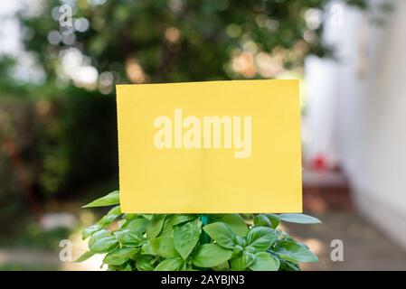 Carton en papier ordinaire attaché à un bâton et branché dans les plantes feuillues. La feuille jaune vide est placée dans les feuilles de vert Banque D'Images