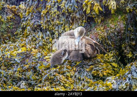 Famille Eider commune Banque D'Images