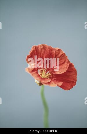 Close up d'un redTropaeolum majus flower Banque D'Images