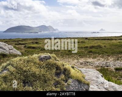 À la péninsule de Clogher Head Dingle Irlande avec des moutons Banque D'Images