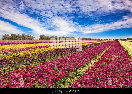 Merveilleuse journée de mai Banque D'Images