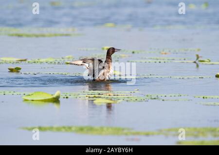 pochard ferrugineux, aythya nyroca Banque D'Images