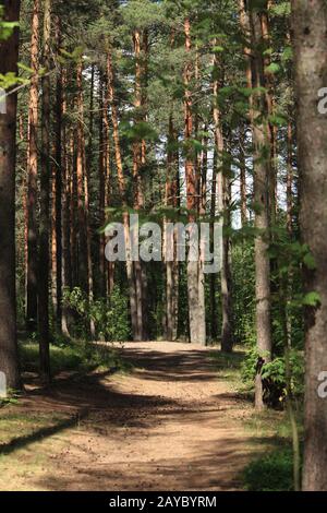 chemin entre les arbres dans une forêt de pins Banque D'Images