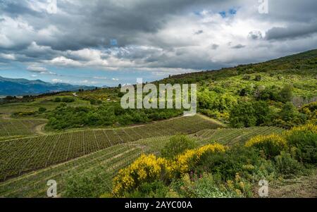 Vignoble de l'Etna en Sicile, Italie Banque D'Images
