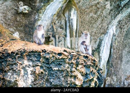 Groupe de singes sauvages sitting on rock Banque D'Images