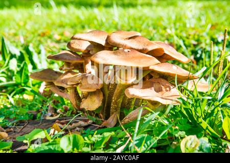 Groupe de champignons agariques au miel Banque D'Images