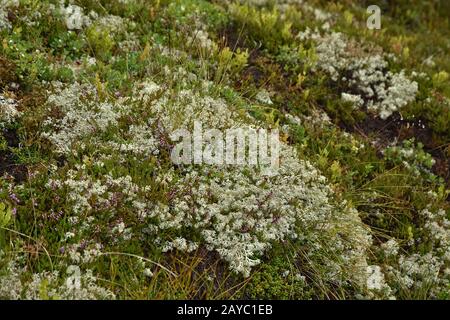 mousses de caribou, lichen renne, Banque D'Images