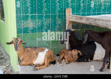 Scène de village avec des chèvres dans le village bojau Sea Gypsy sur l'île de Bungin, célèbre pour vivre dans des maisons à pilotis au-dessus de l'eau et vivre entièrement au large de th Banque D'Images