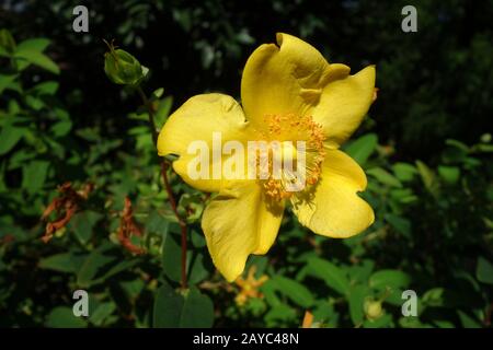 Hypericum calycinum Banque D'Images